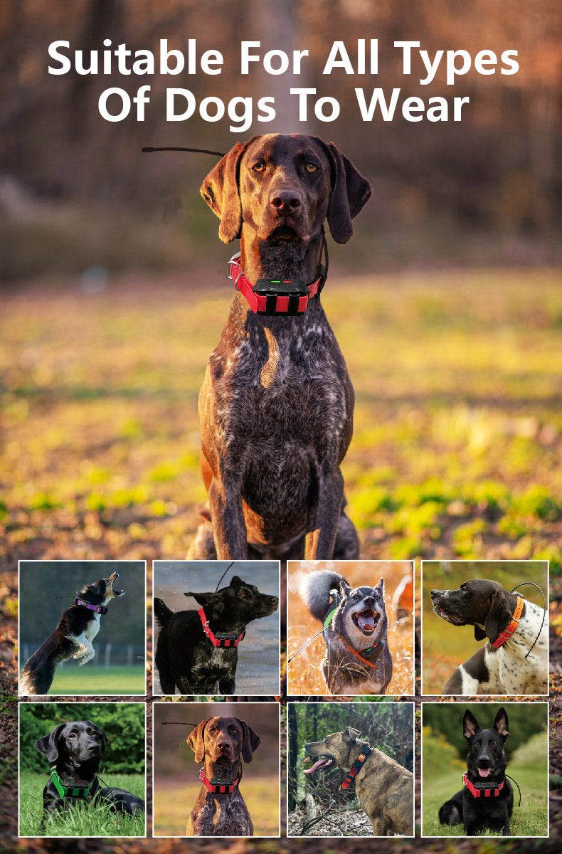 GPS kit for hunting dogs